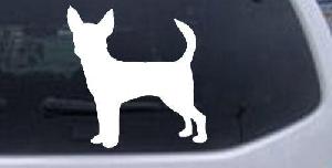 Chihuahua Dog