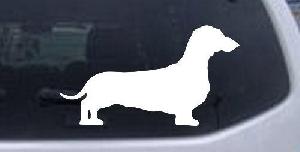 Dachshund