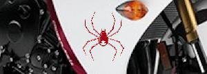 Black Widow Spider