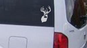 Beautiful Buck Deer