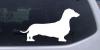 Dachshund