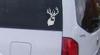 Beautiful Buck Deer
