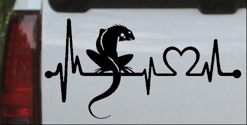 Iguana Lizard Heartbeat