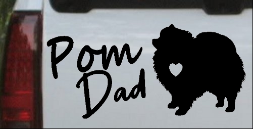 Pomeranian Pom Dad Dog