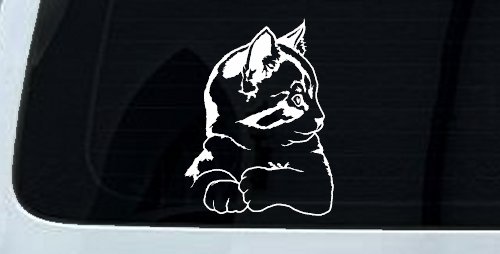 Kitten Cat Car or Truck Window Decal Sticker
