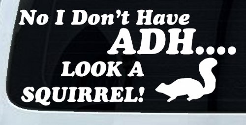 Ni I don't Have ADHD Look A Squirrel Funny Car or Truck Window Decal Sticker