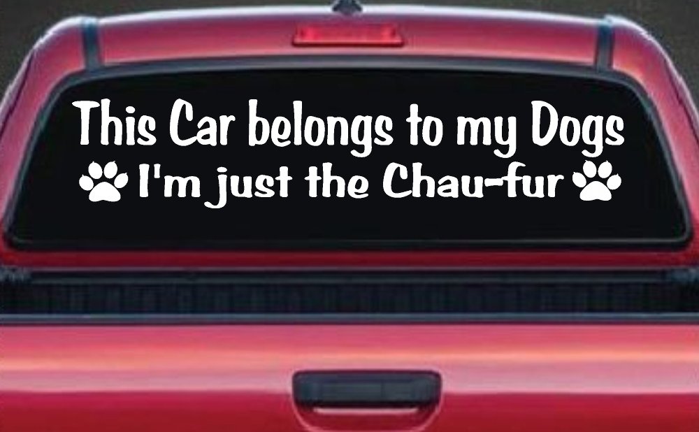 This Car Belongs To My Dog Im Just The Chaufur Animals Car or Truck Window Decal Sticker (White)
