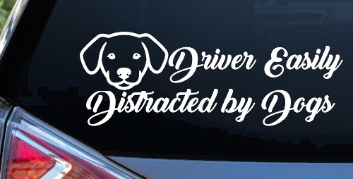 Driver Easily Distracted by Dogs Car or Truck Vinyl Window Decal Sticker (White)