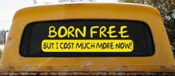 Born Free But I cost Much More Now Funny Car or Truck Window Decal Sticker (Yellow)