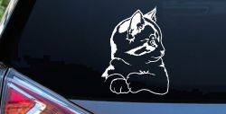 Kitten Cat Car or Truck Window Decal Sticker