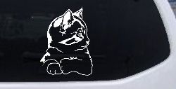 Kitten Cat Car or Truck Window Decal Sticker