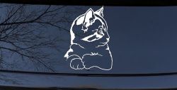 Kitten Cat Car or Truck Window Decal Sticker