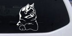 Kitten Cat Car or Truck Window Decal Sticker