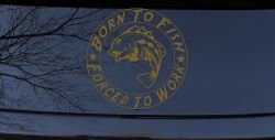 Born To Fish Forced To Work Decal Truck Car Window Vinyl Sticker (Gold)