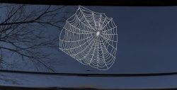 Spider Web Animals Car or Truck Window Decal Sticker (Light Gray)