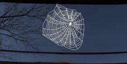 Spider Web Animals Car or Truck Window Decal Sticker