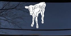 Baby Calf Car or Truck Window Decal Sticker