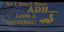 Ni I don't Have ADHD Look A Squirrel Funny Car or Truck Window Decal Sticker (Gold)