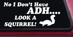 Ni I don't Have ADHD Look A Squirrel Funny Car or Truck Window Decal Sticker