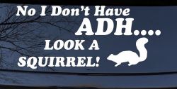 Ni I don't Have ADHD Look A Squirrel Funny Car or Truck Window Decal Sticker