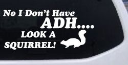Ni I don't Have ADHD Look A Squirrel Funny Car or Truck Window Decal Sticker