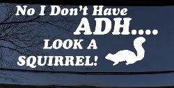 Ni I don't Have ADHD Look A Squirrel Funny Car or Truck Window Decal Sticker