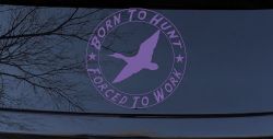 Born To Hunt Forced To Work Duck Hunting Car or Truck Window Decal Sticker (Purple)