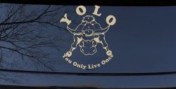 YOLO You Only Live Once Big Bull Western Rodeo Ranch Farm Car or Truck Window Vinyl Decal Sticker (Desert Sand)