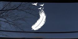 Feather Turning Into Birds Car or Truck Window Decal Sticker