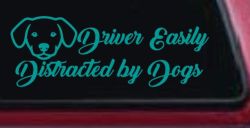 Driver Easily Distracted by Dogs Car or Truck Vinyl Window Decal Sticker (Turquoise)