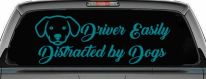 Driver Easily Distracted by Dogs Car or Truck Vinyl Window Decal Sticker (Turquoise Blue)