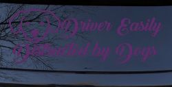 Driver Easily Distracted by Dogs Car or Truck Vinyl Window Decal Sticker (Violet)