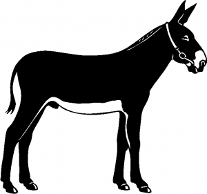 Donkey Jackass Mule